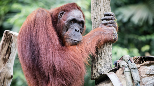 Illustration for article titled Put Down The iPad And Go Shave An Ape! 6 Awesome Things ’90s Kids Grew Up Doing To Orangutans That Kids Today Are Totally Missing Out On